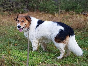 BASTY K ADOPCI - milý vděčný mazel, vhodný k dětem - 5