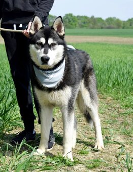 ALONZO K ADOPCI - přátelský, milý, kontaktní - 5