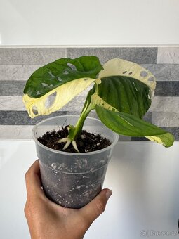 Monstera Adansonii Japanese Tricolor - 5