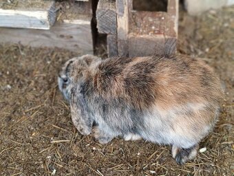 Prodám zakrslého beránka - samičku - 5