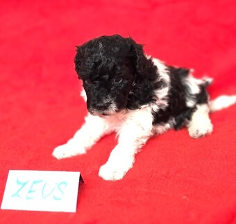 Pudl trpasličí vícebarevný s PP - 5