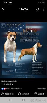 Americký stafordšírský teriér s PP - 5