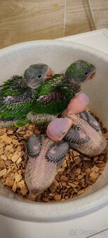 Alexandr velký, maly - 5