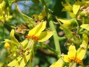 Svitel latnatý - Koelreuteria paniculata 10 semen 50 Kč - 5