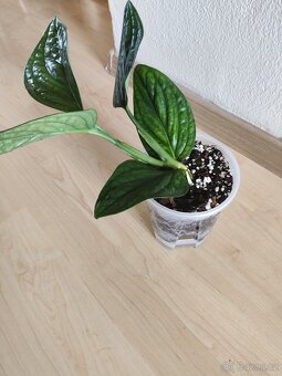 Monstera karstenianum Peru - 5
