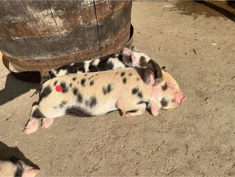 Prodej selátek Kune Kune - 5