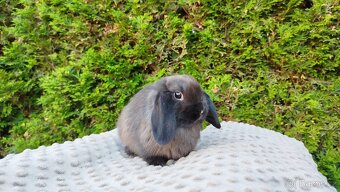 Zakrslý beránek, králíček, králík - PATRIK - 5