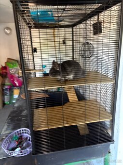 Chinchilla - 5