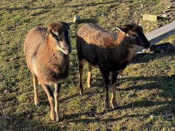 Kamerunské ovce - 5