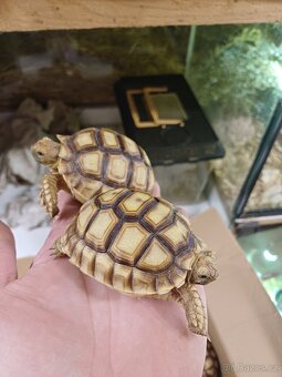 Želva ostruhatá  sulcáta - 5