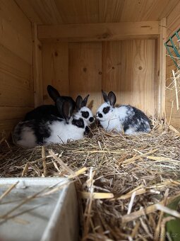 Spěcha-Prodám králíkárnu - 5