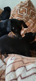 Pražský krysařík - 5