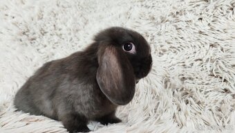 Zakrslý beránek, králíček, králík - DAN - 5