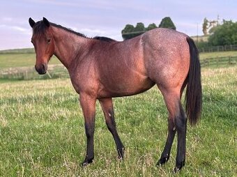 Roční klisna QH barvy Bay Roan - 5