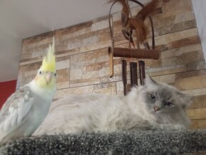 Kocourek Ragdoll ke krytí - 5