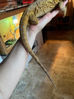 Agama vousatá samice - 5