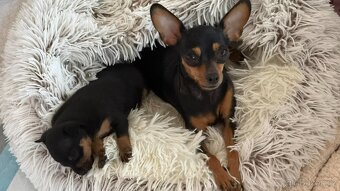 Pražský krysařík - mini - 5