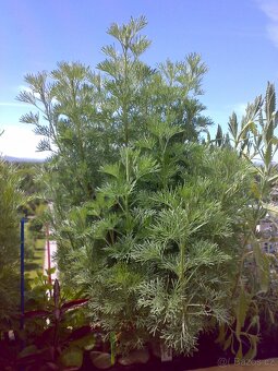 Pelyněk brotan - Artemisia abrotanum - tříletý keř - 5