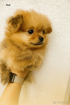 Štěňátka - Pomeranian - 5