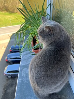 Krytí britský kocour - 5