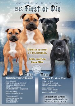 Stafordšírský bulteriér s PP - 5
