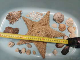 Mořské hvězdice, lastury, mušle, kamínky, dekorace - 5