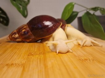 Lissachatina Fulica Jade - 5