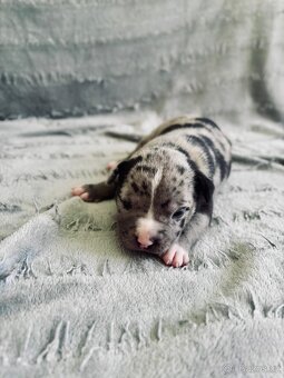 American Bully Pocket- Standart - 5