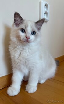 Koťata Ragdoll s PP - 5