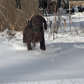 Německý krátkosrstý ohař - 5