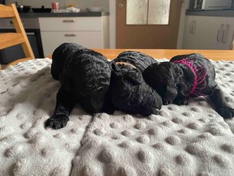 Pudl střední černý - 5