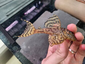 L 236 Super Yellow - chovné páry - 5