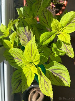 Africké kopřivy - 5