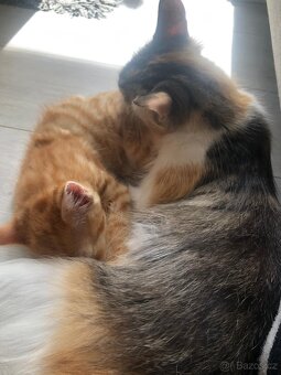 Sibiřská kočka - koťata 🐈 - 5