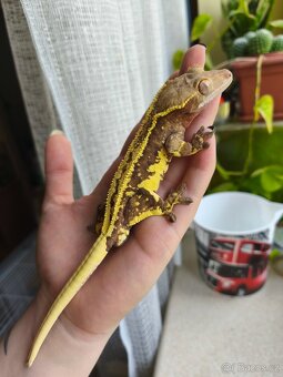 Pagekon řasnatý 1.0 LW - 5