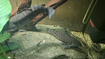 Panceřniček kropenaty - 5