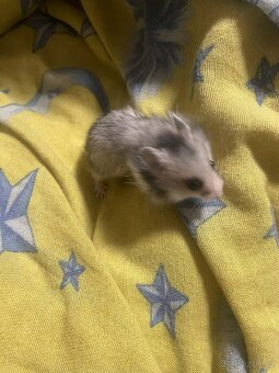 Křeček syrský - 5