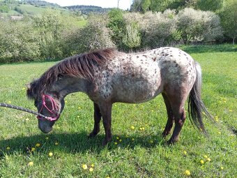 Prodám pony klisnu - včetně vybavení - 5