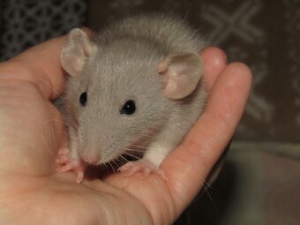 Dumbo, rex - mláďata potkánků s výpisem předků - 5