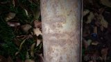 Výfuky asi audi100 passat b4ducato fabia dle foto podr - 5