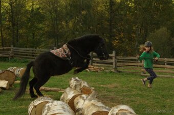 Pony valach, 15 let - 5