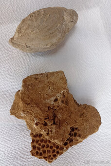 Sbírka minerálů a zkamenělin - 5