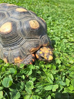 Želva Uhliřska - 5