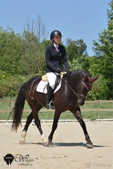 6 letá klisna WBPR - 5