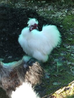 Hedvábnička dva holokrký kohouti - 5