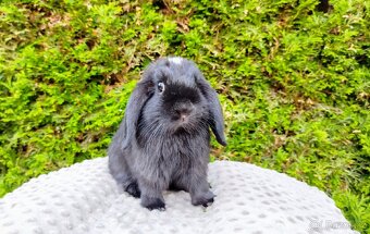 Zakrslý beránek, králíček, králík - ELLA - 5