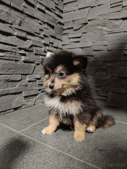 Pomeranian bez PP - 5