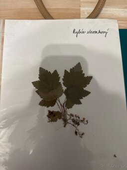 Herbář - 5