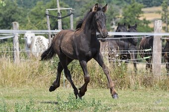 Pasha - hřebeček fellský pony x fríský kůň - 5