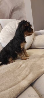 Yorkshire terrier prodám štěňata s PP jorkšír - 5
